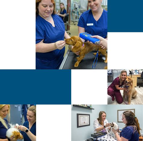 Mt pleasant animal hospital - 